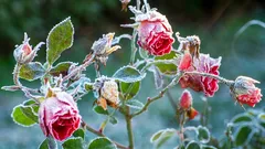 Diese Anzeichen zeigen, dass der Pflanze kalt ist – prüfen Sie es heute