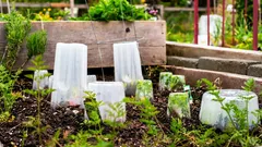 Ein Frühlingsfrost kann über Nacht die ganze Anzucht zerstören – was tun?