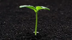 Sämlinge zu früh gekauft? So bewahrst du sie bis zur Pflanzung auf