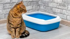 Das ist nicht nur eine Laune: Warum geht Ihre Katze manchmal neben das Katzenklo?