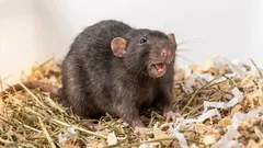 Das unsichtbare Kichern der Ratten: Warum wir ihr Lachen nicht hören