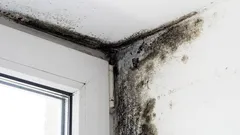 Präventiver Schlag gegen Schimmel: Habe ein einfaches Mittel gefunden