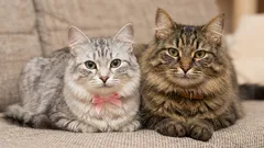 Wir wählen nicht einfach ein Haustier, sondern einen Freund: Welchen Einfluss hat das Geschlecht einer Katze