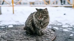 Strassenkatzen im Winter: Warum Fell nicht reicht