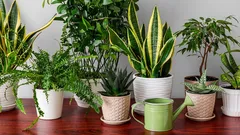 Grün ohne Stress: die besten pflegeleichten Zimmerpflanzen