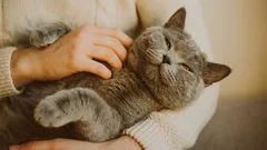 Die Katze schnurrt und beisst dann? Lernen Sie, die Körpersprache und den Schwanz zu lesen