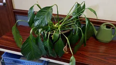 Welken Ihre Pflanzen? Schuld sind weder das Giessen noch das Licht