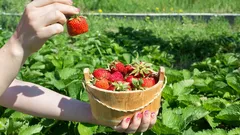Die besten Erdbeersorten für Ihren Garten: Eine reiche Ernte ist garantiert