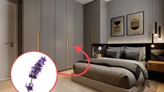 Meine Grossmutter legte Lavendel in den Kleiderschrank: Wozu ist das gut?